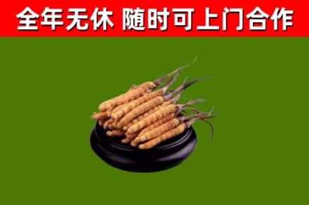 廉江回收散虫草