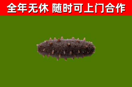 廉江回收海参干